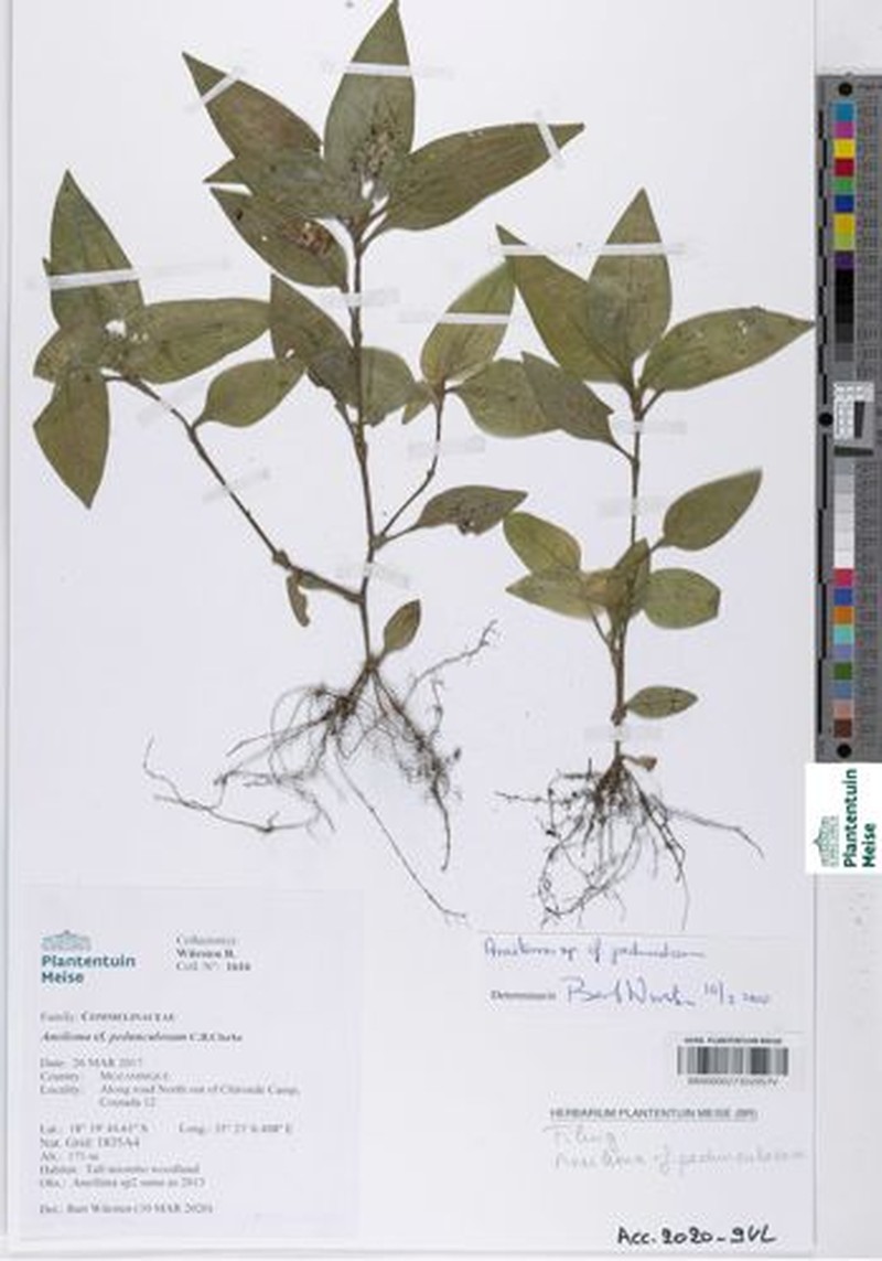 Aneilema pedunculosum