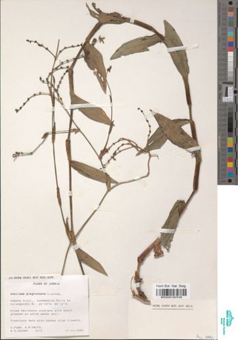 Aneilema plagiocapsa