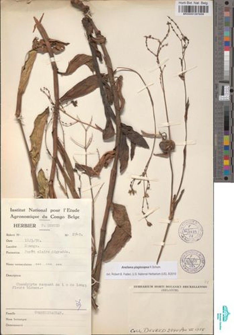 Aneilema plagiocapsa photo 2