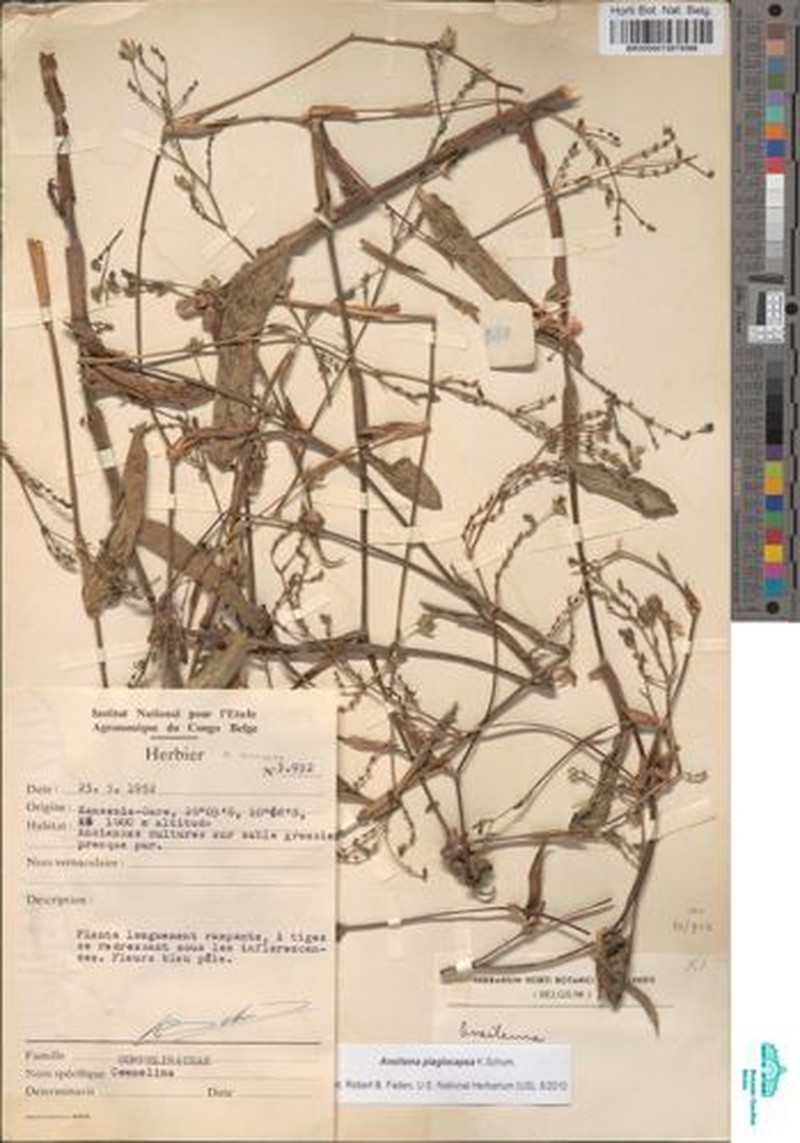 Aneilema plagiocapsa photo 3