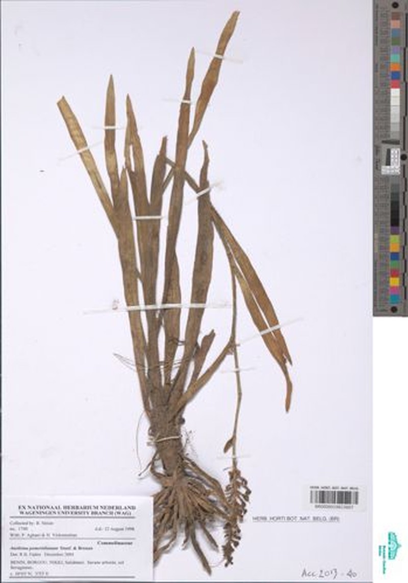 Aneilema pomeridianum
