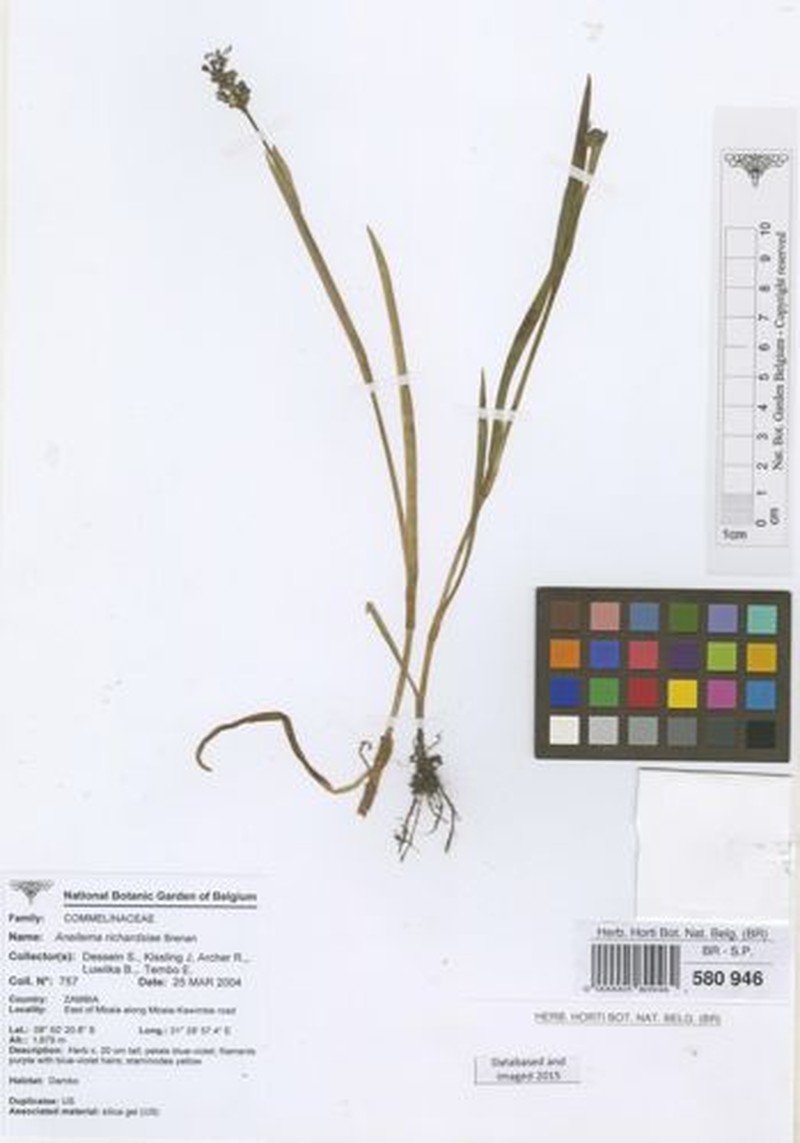 Aneilema richardsiae