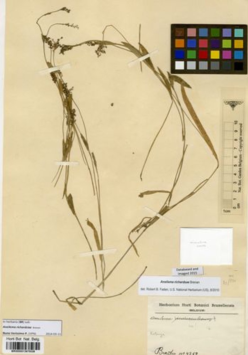 Aneilema richardsiae photo 2