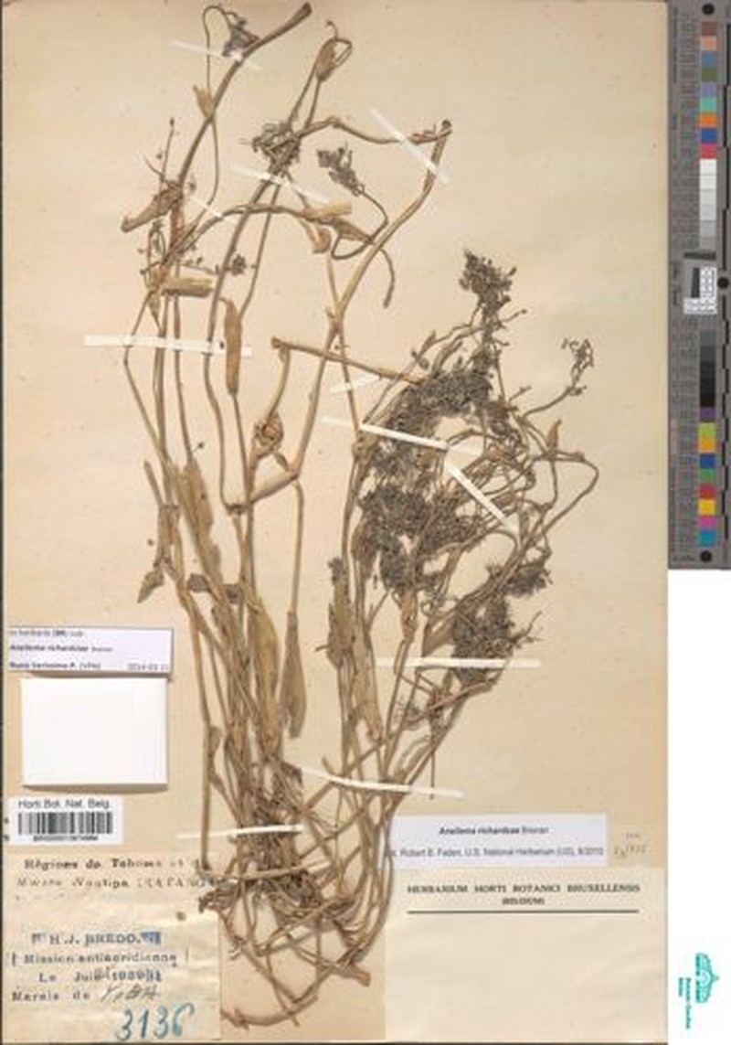 Aneilema richardsiae photo 3