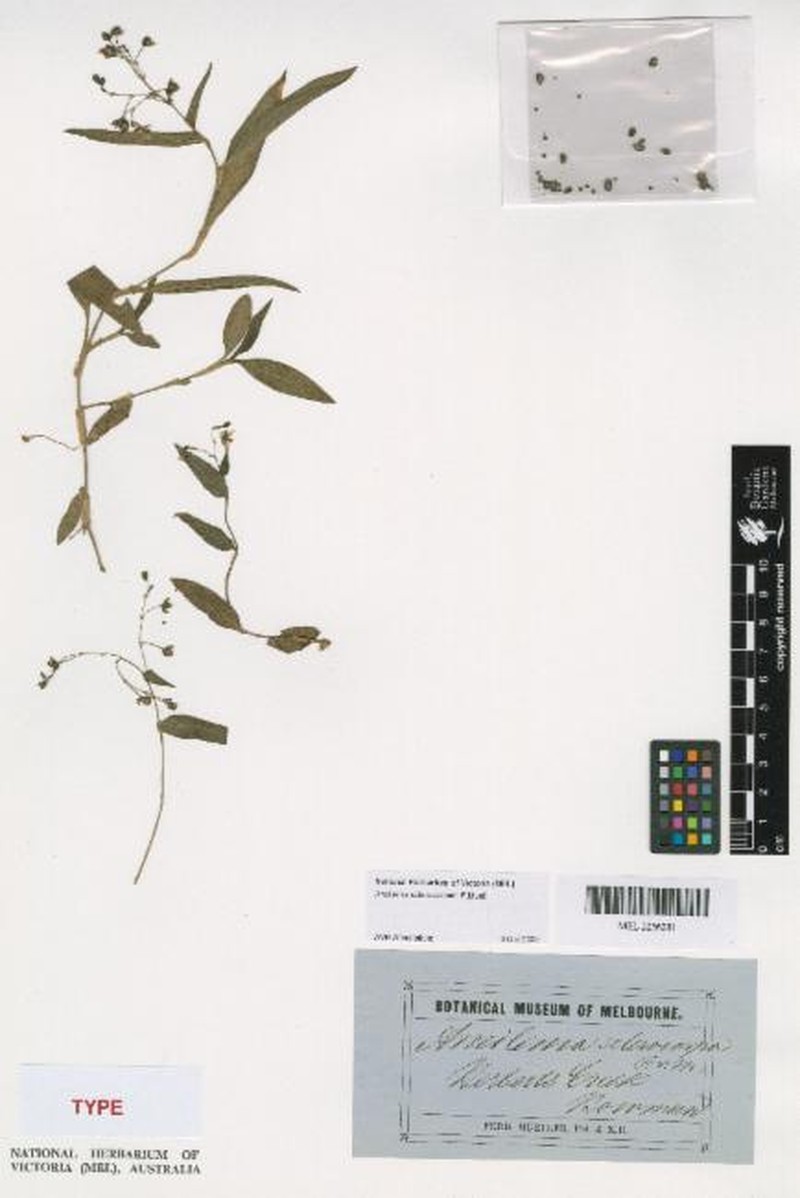 Aneilema sclerocarpum