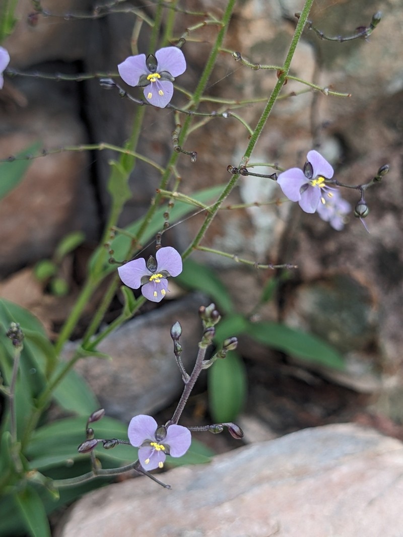 Aneilema siliculosum photo 2