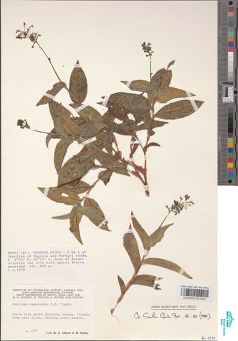 Aneilema somaliense