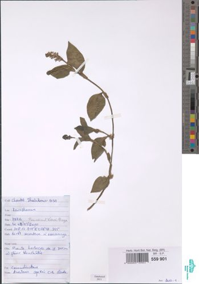 Aneilema spekei