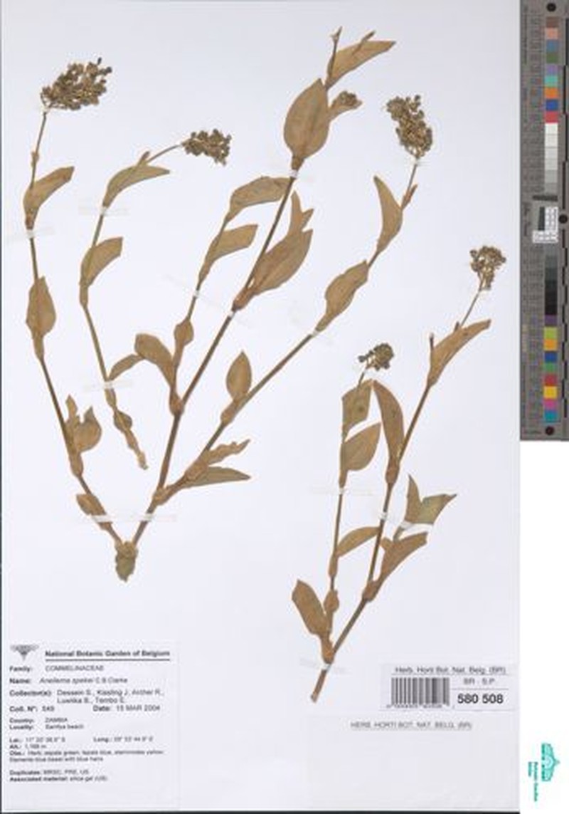 Aneilema spekei photo 2