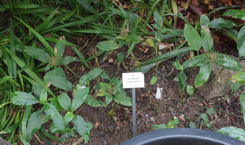 Aneilema umbrosum