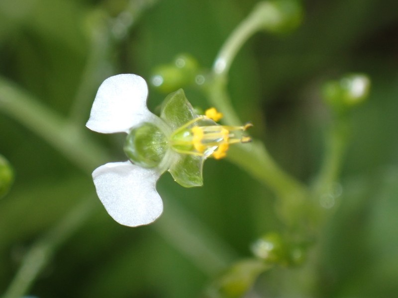 Aneilema umbrosum photo 2