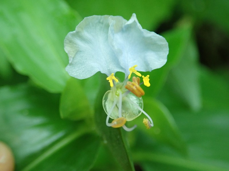 Aneilema umbrosum photo 3