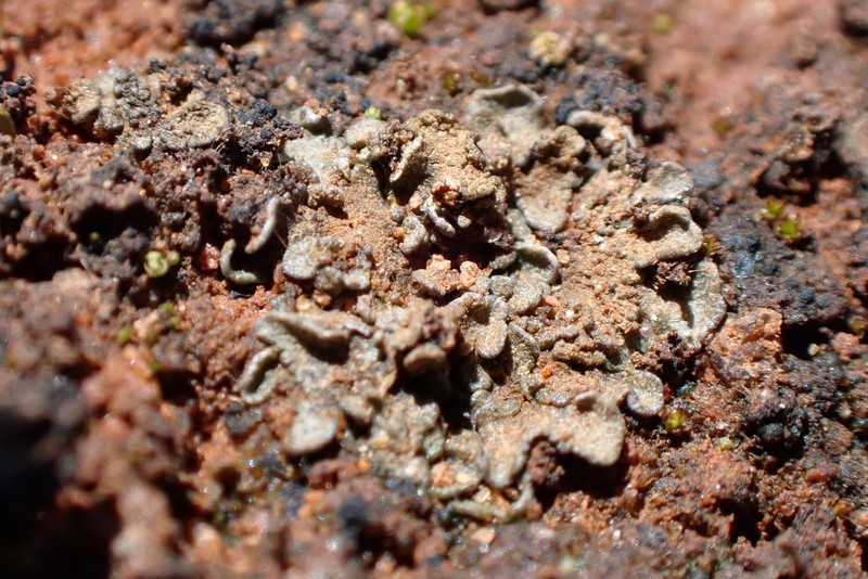 Dodge's Anema Lichen