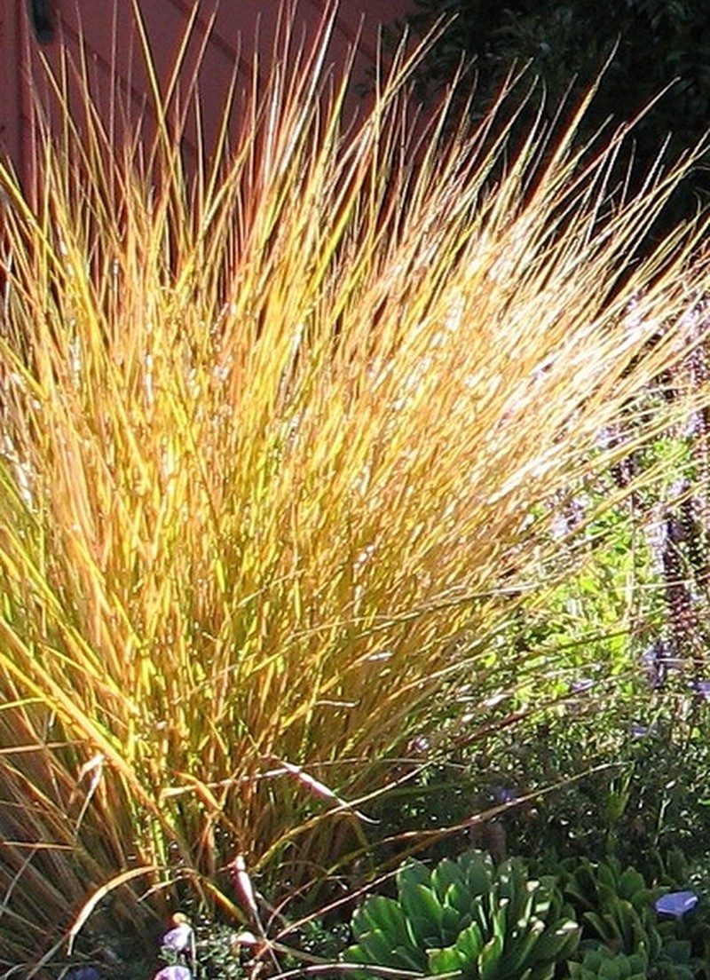 Anemanthele lessoniana