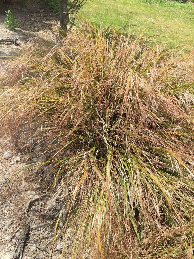 Anemanthele lessoniana photo 2