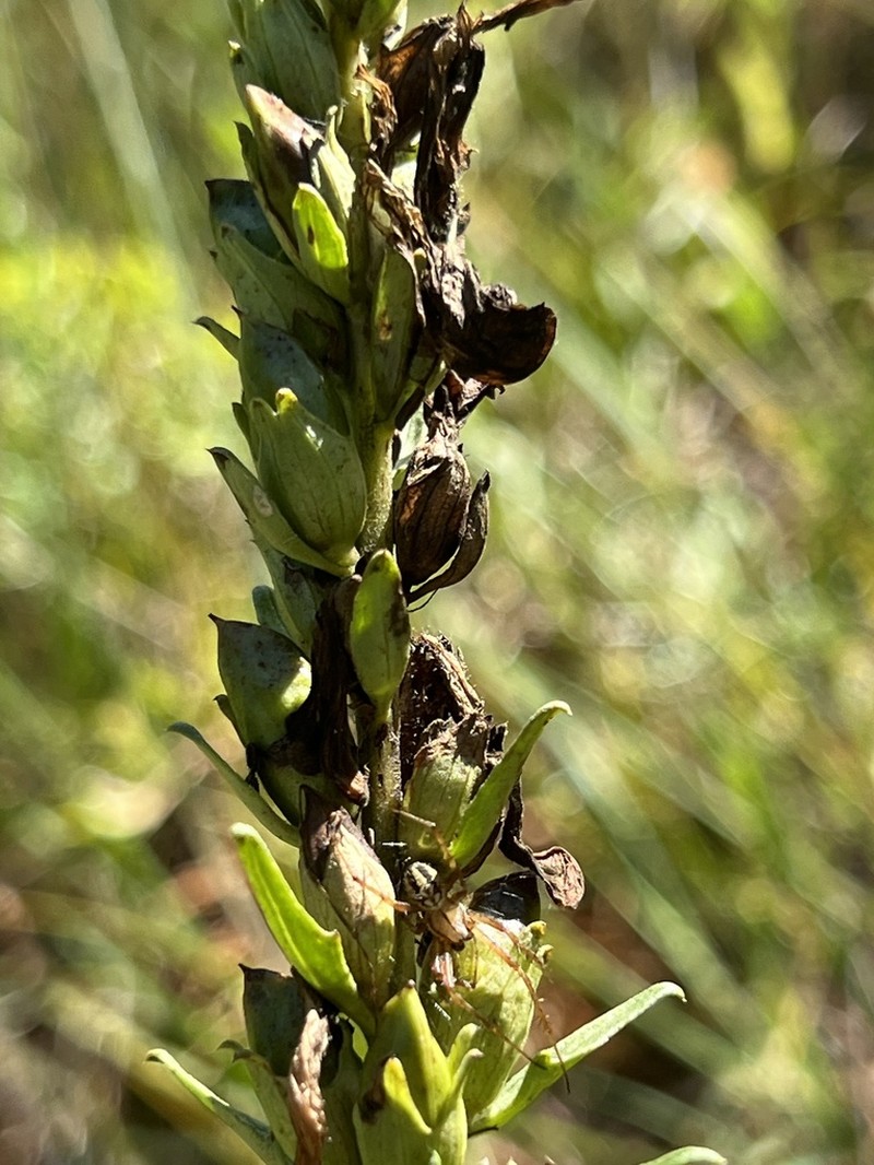 Anemarrhena asphodeloides photo 2