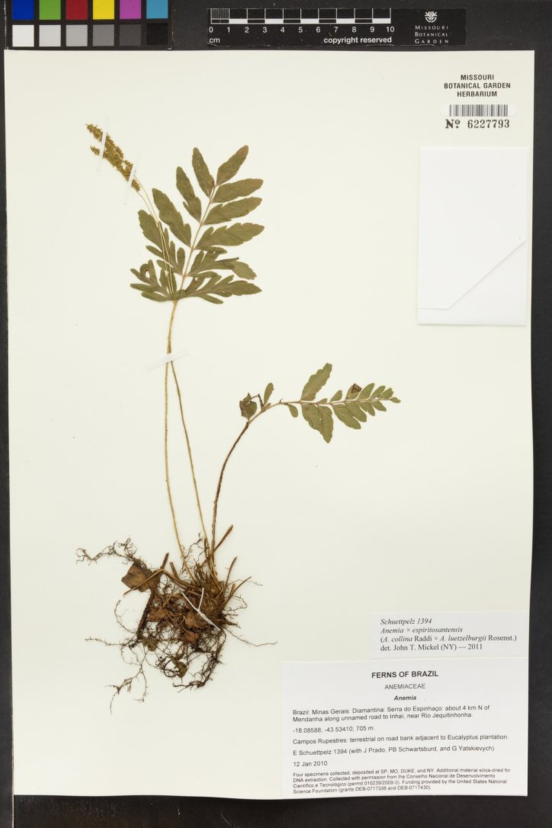 Anemia × espiritosantensis