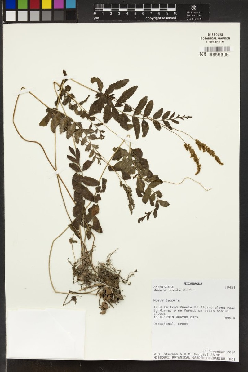 Anemia × semihirsuta