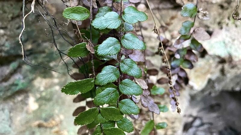 Anemia abbottii photo 3