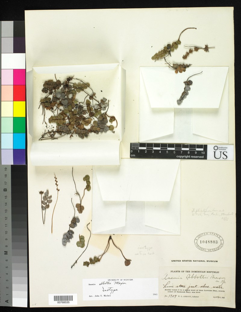 Anemia abbottii