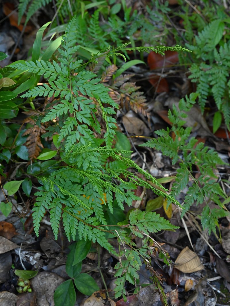 Pineland Fern