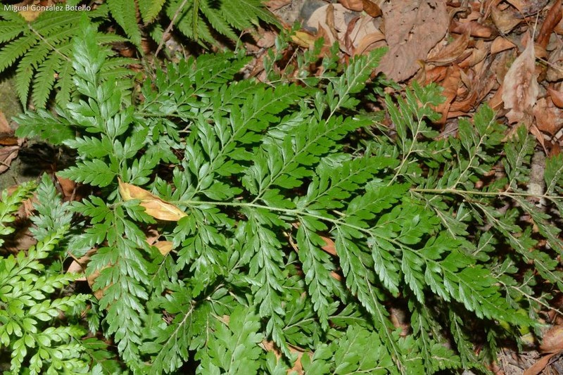 Pineland Fern