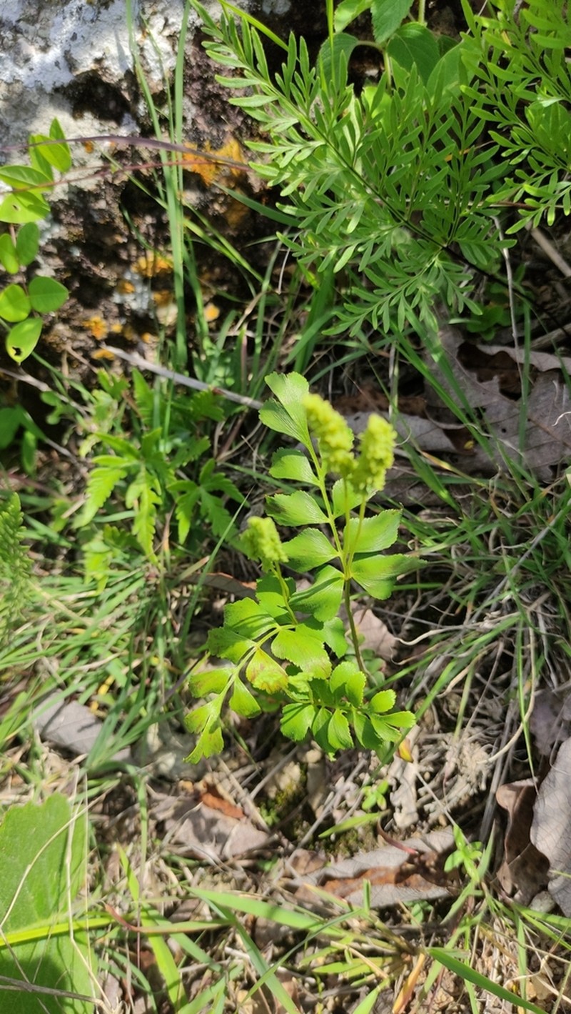 Anemia affinis