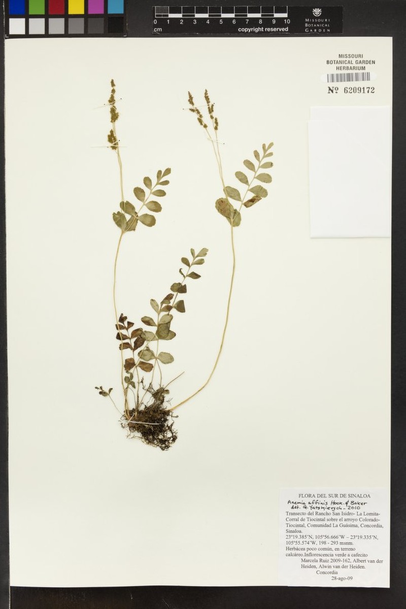 Anemia affinis photo 3