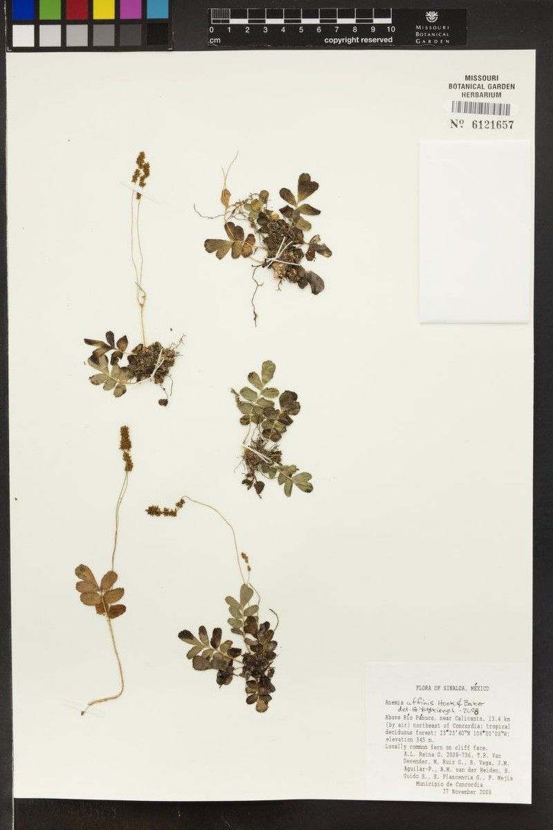Anemia affinis photo 4
