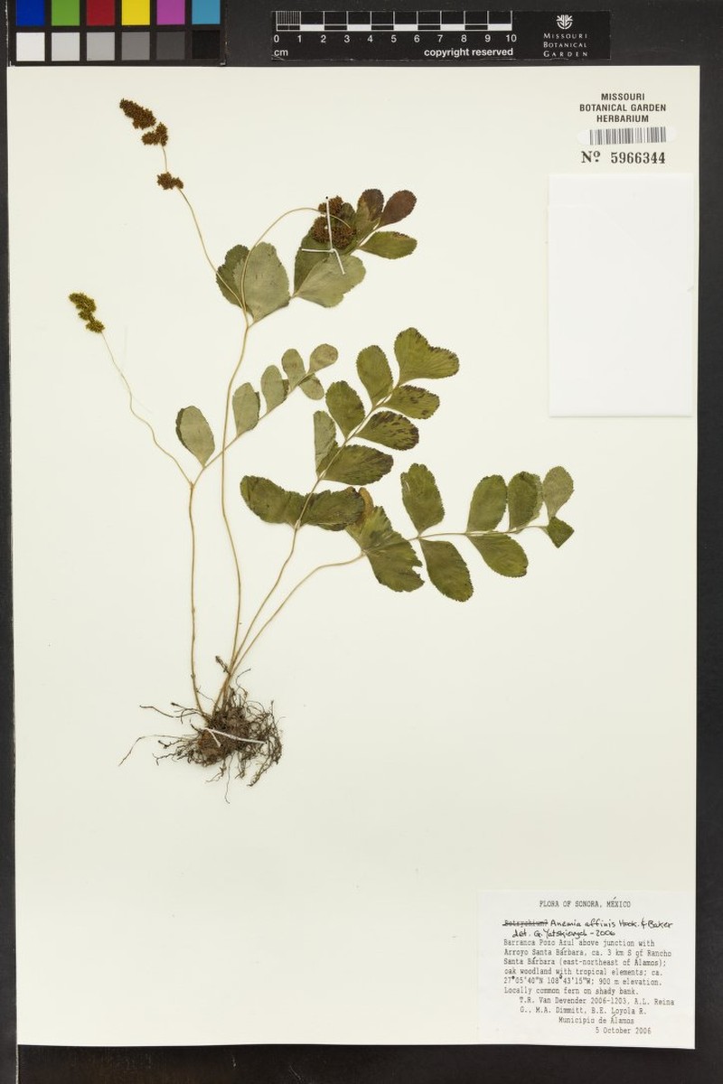 Anemia affinis photo 5