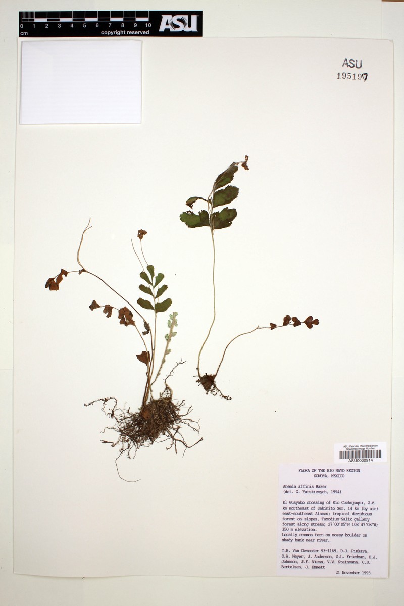 Anemia affinis