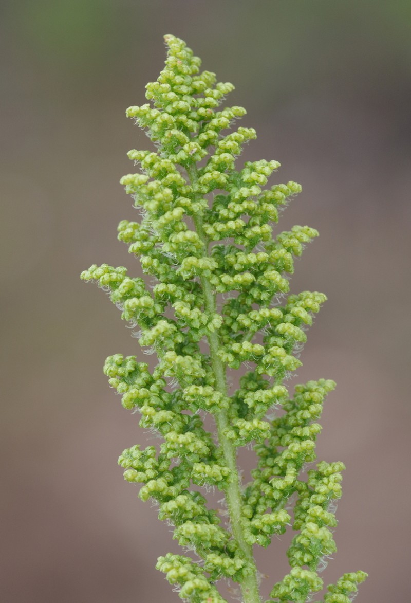 Anemia afrorum