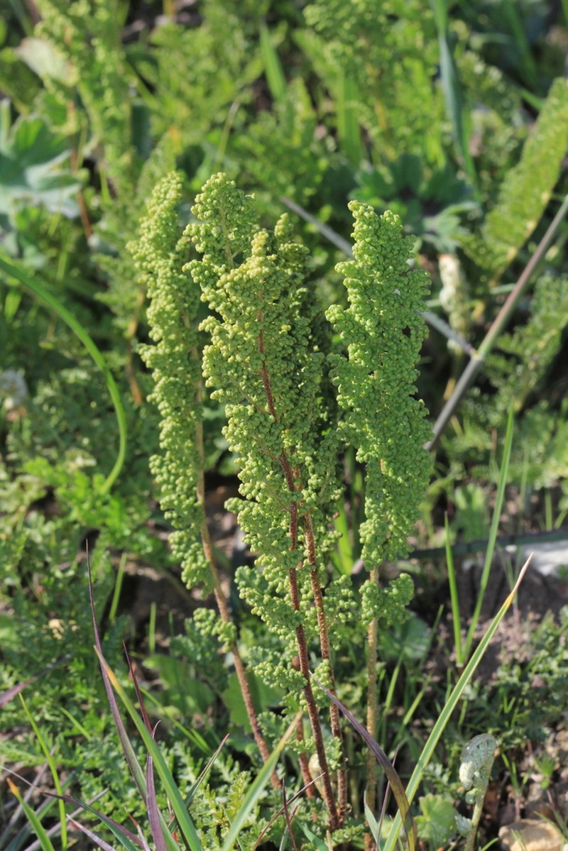 Anemia afrorum photo 2