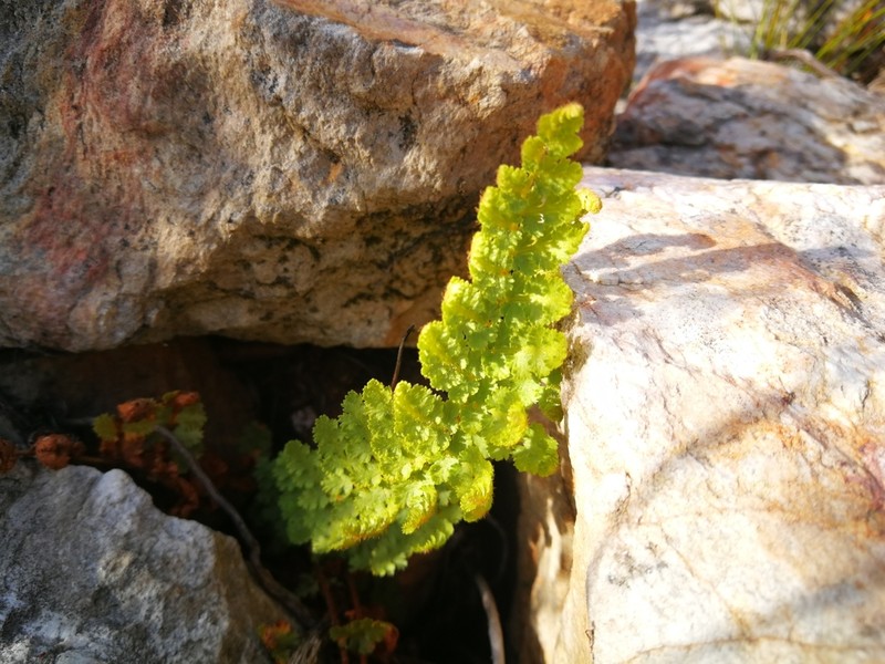 Anemia afrorum photo 3