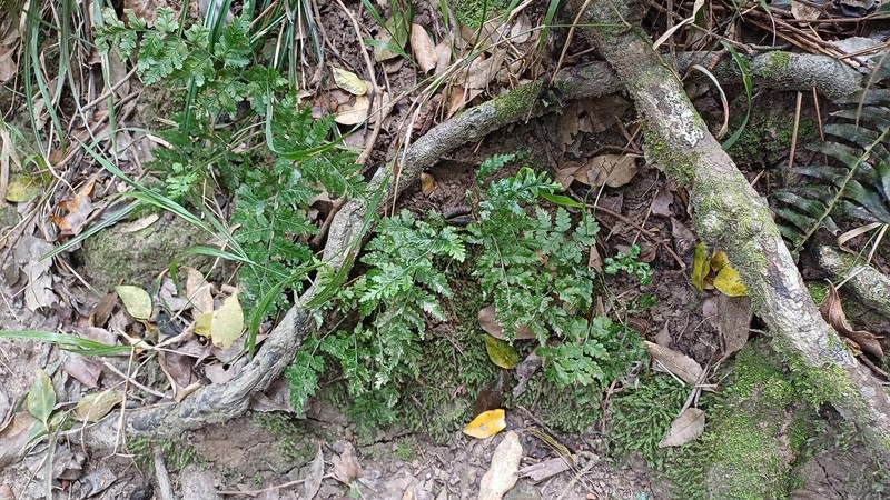 Anemia afrorum photo 8
