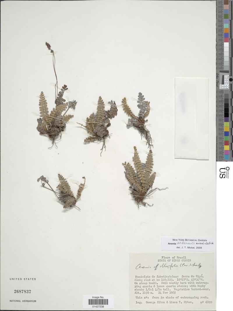 Anemia andersonii
