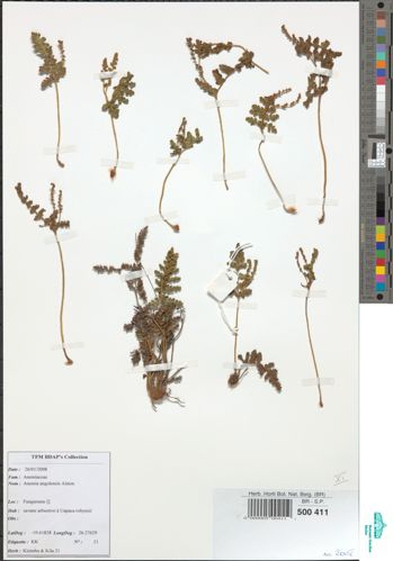 Anemia angolensis