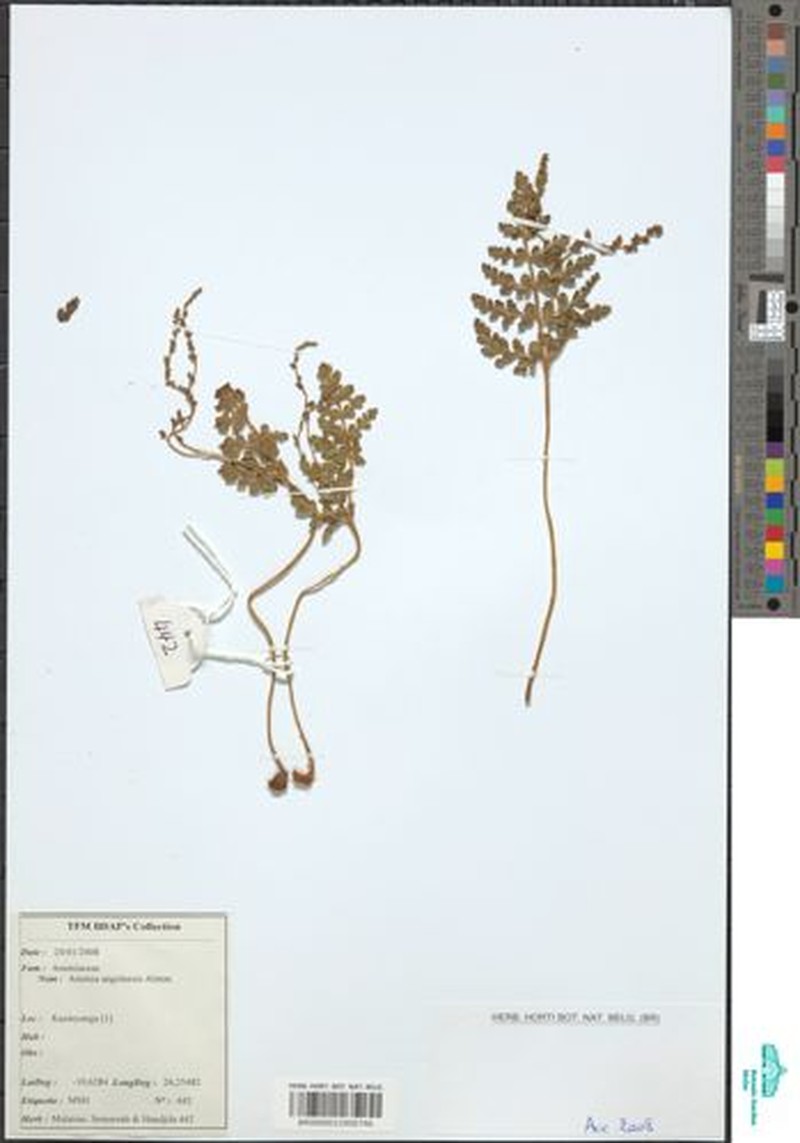 Anemia angolensis photo 3