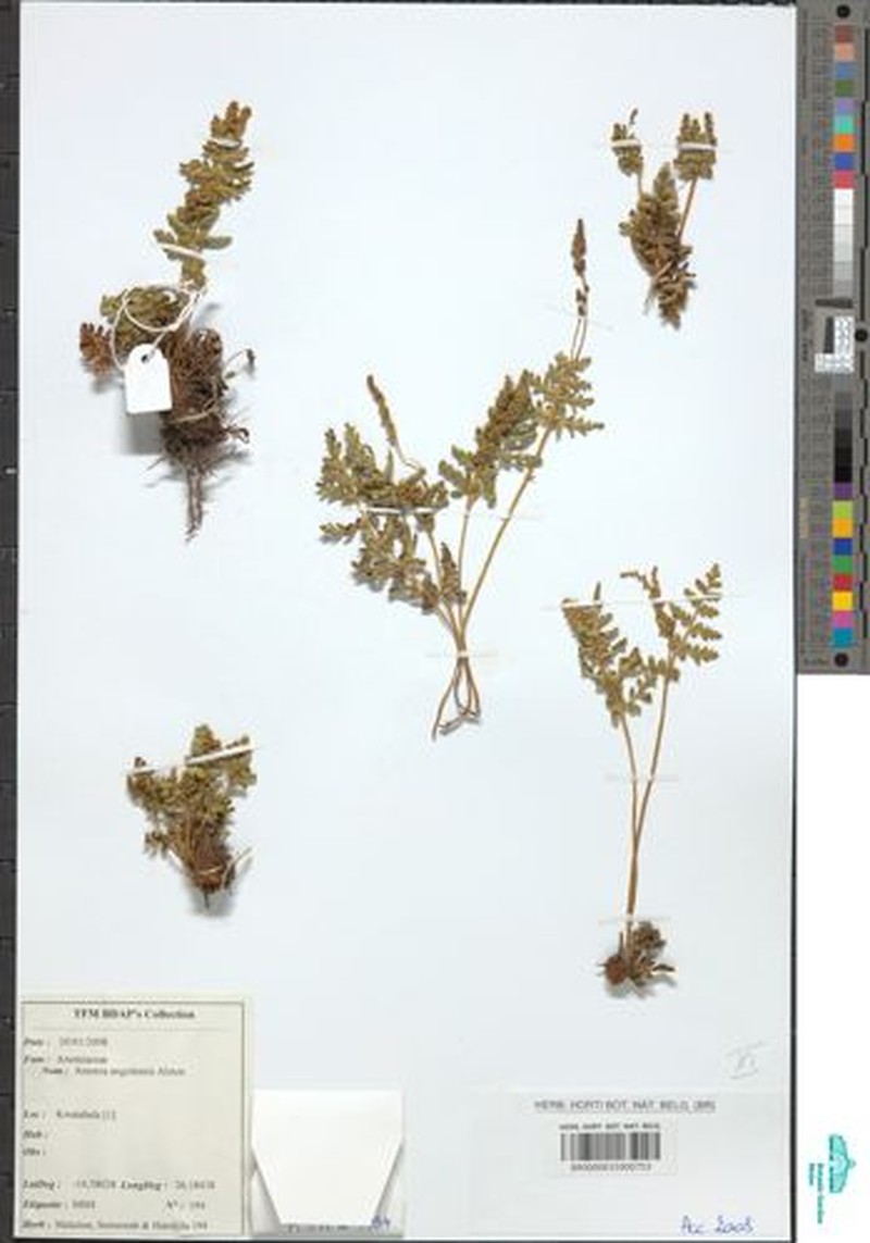 Anemia angolensis photo 4