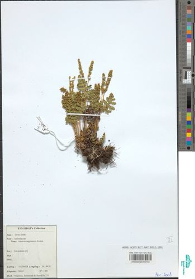 Anemia angolensis photo 5