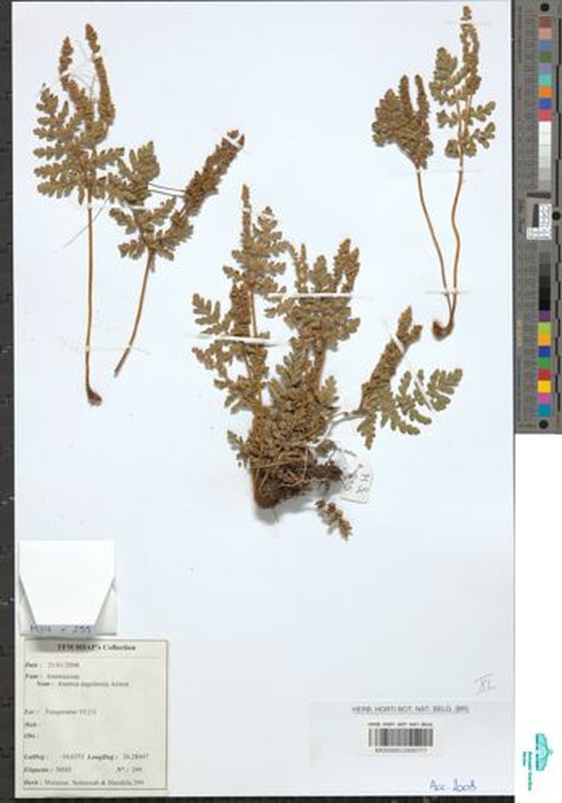 Anemia angolensis photo 6