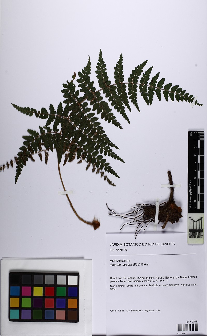 Anemia aspera