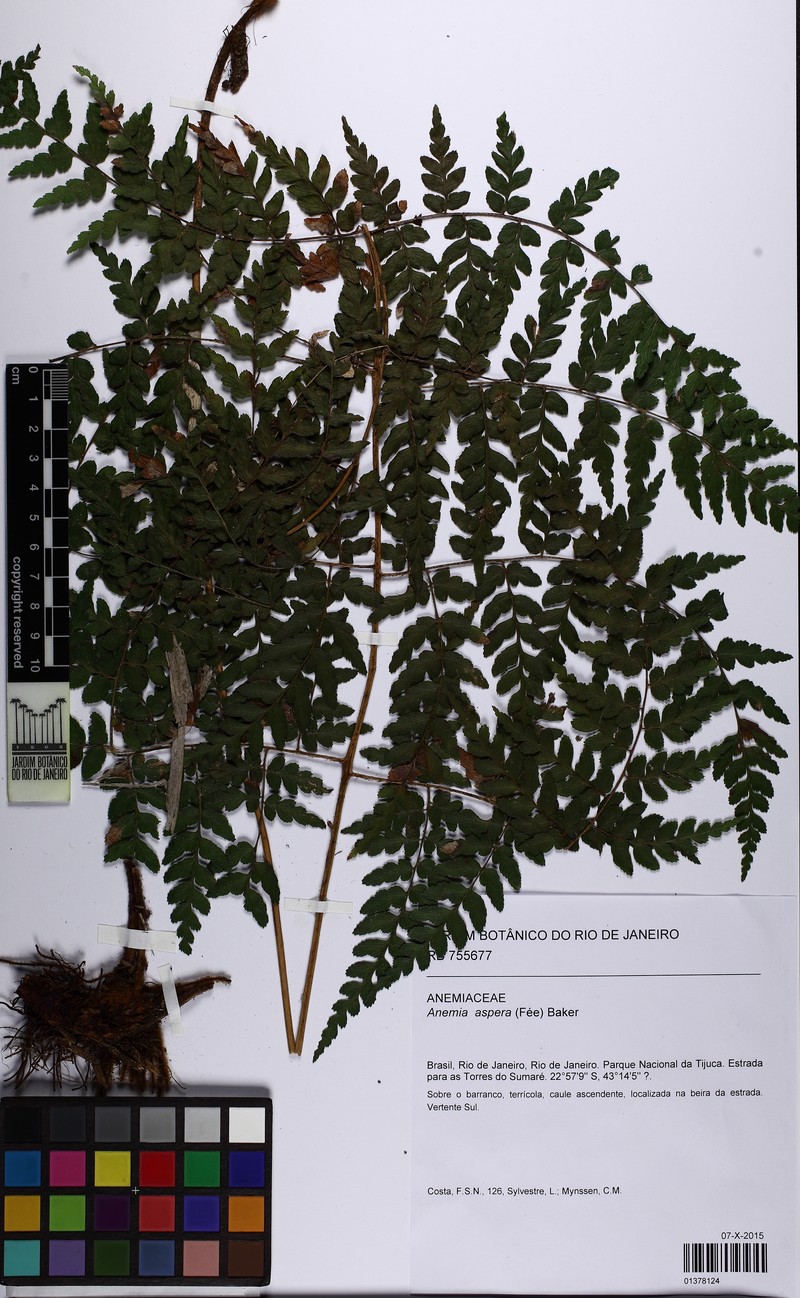 Anemia aspera photo 2