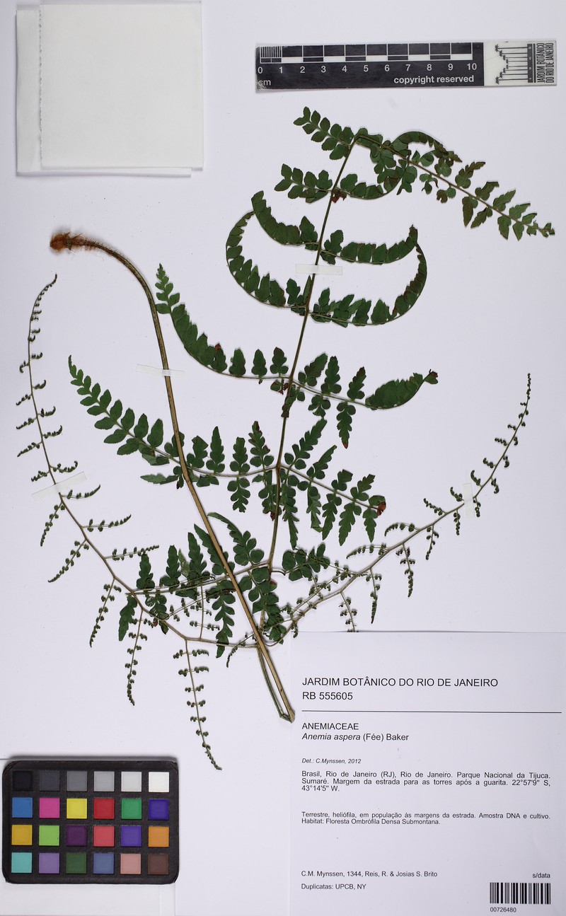 Anemia aspera photo 3