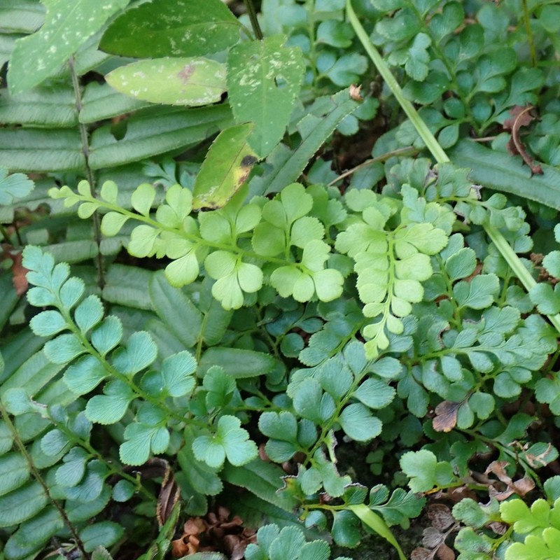 Anemia aurita
