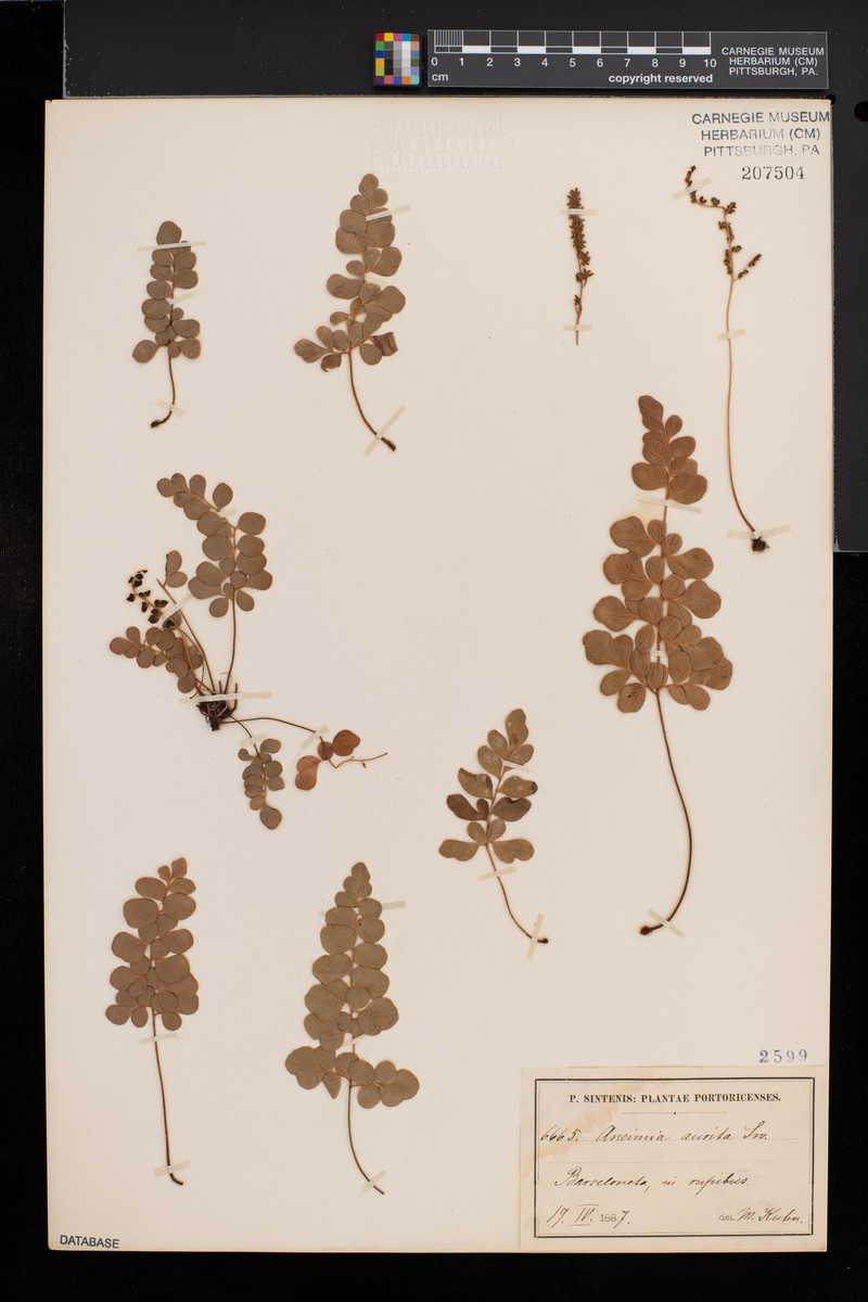 Anemia aurita