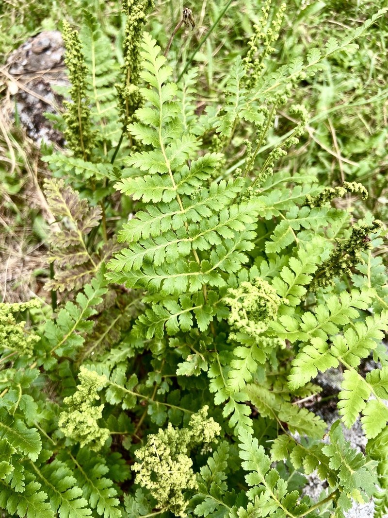 Anemia australis photo 2