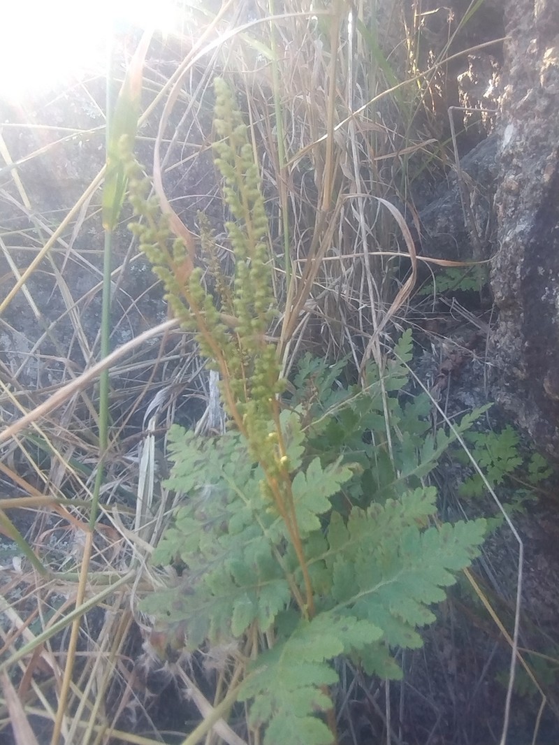 Anemia australis photo 3