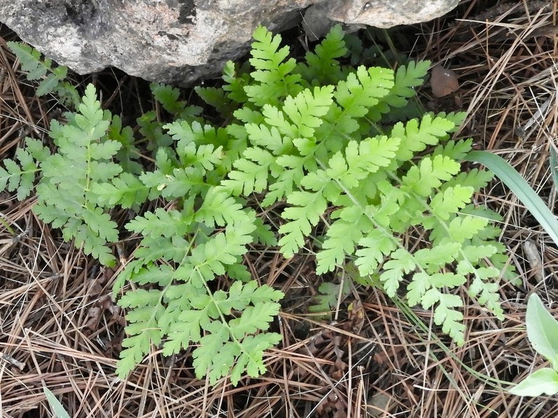 Anemia australis photo 4