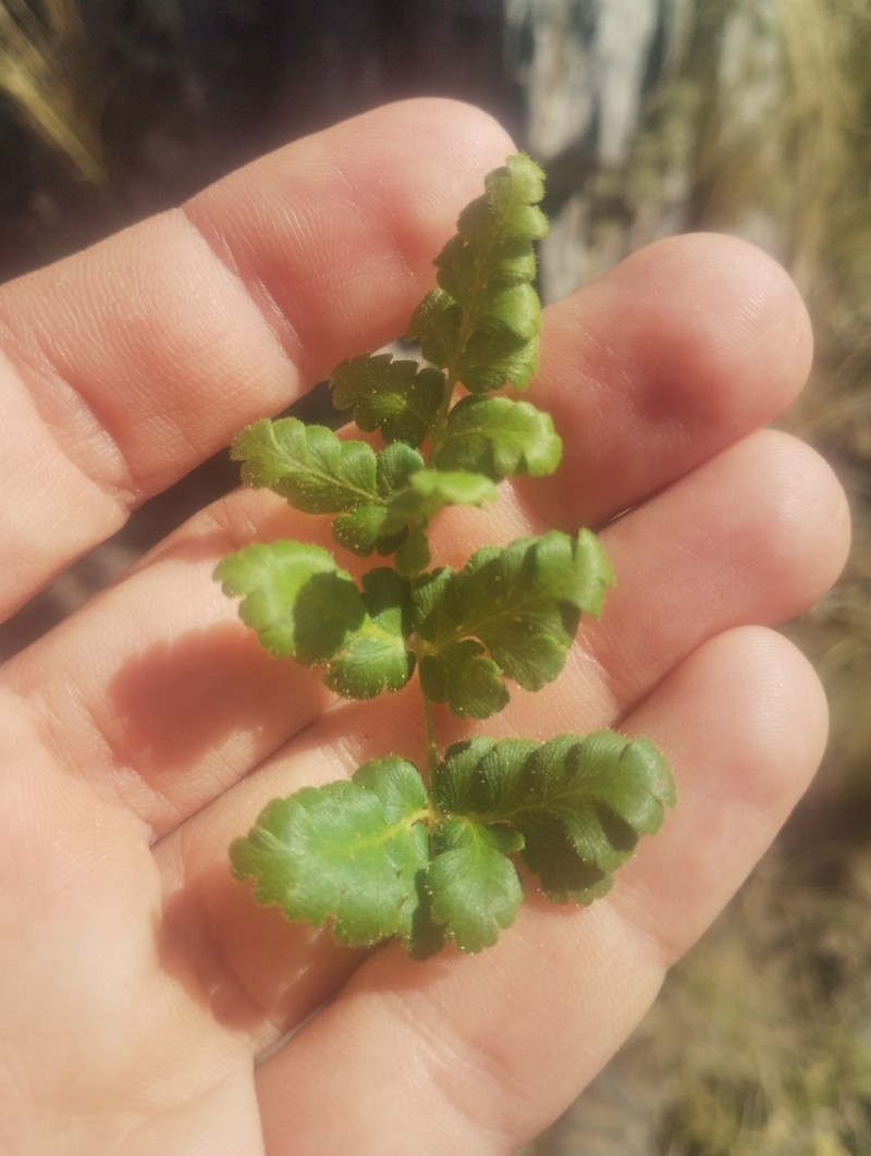 Anemia australis photo 6